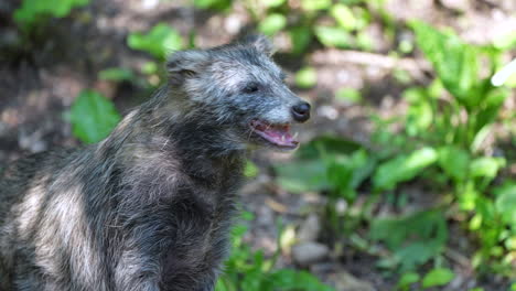 Portrait-shot-of-wild-raccoon-dog-eating-prey-after-hunting-in-forest,close-up