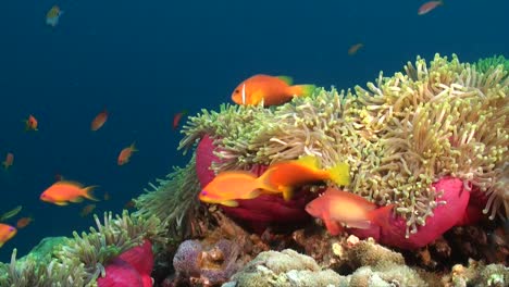 Anemonefishes-swimming-through-pink-sea-anemones-on-colorful-coral-reef