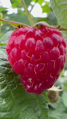 A Close Up of a Raspberry Growing on a Plant. A macro shot of a raspberry, a seedless fruit, growing on a bramble plant. It is a natural and delicious berry, similar to a salmonberry or wine raspberry