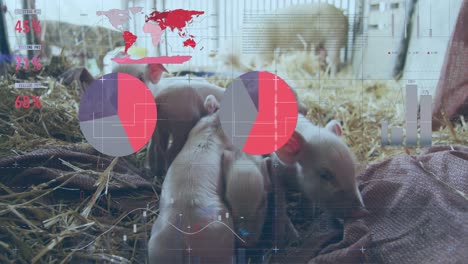 animation of financial data processing over pigs at farm