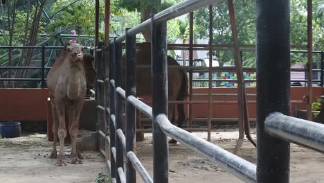 Camels-in-a-cage-in-the-animal-conservation-area-at-Semarang-Zoo,-Indonesia