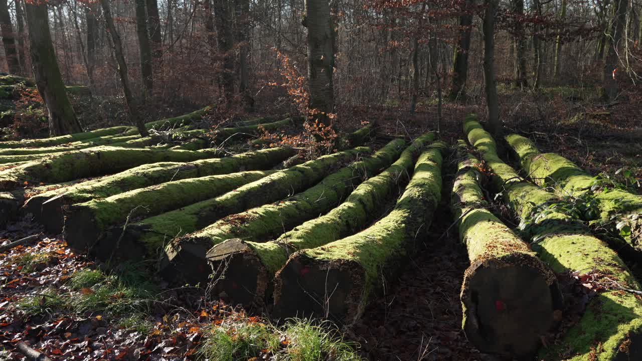 Logs trunks covered in moss in a humid moist forest landscape France rural countryside