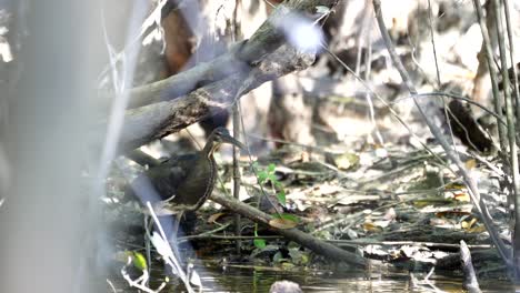 Ein-Junger-Agami-Reiher,-Der-Still-Am-Wasser-Steht