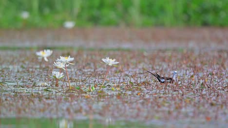 Jacana-De-Cola-De-Faisán-Caminando-Sobre-La-Vegetación-Acuática-Para-Alimentarse