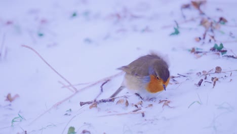 pájaro petirrojo desesperado recogiendo comida en la nieve congelada, movimiento de cámara de mano