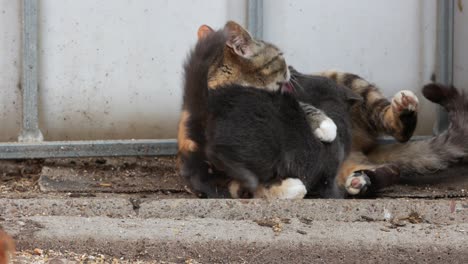 calico cat licking the head of grey kitten