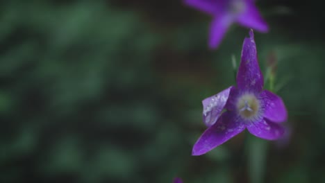 lila blumenrollenbewegung von links nach rechts