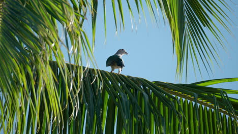 green imperial pigeon resting perched on coconut palm tree branch