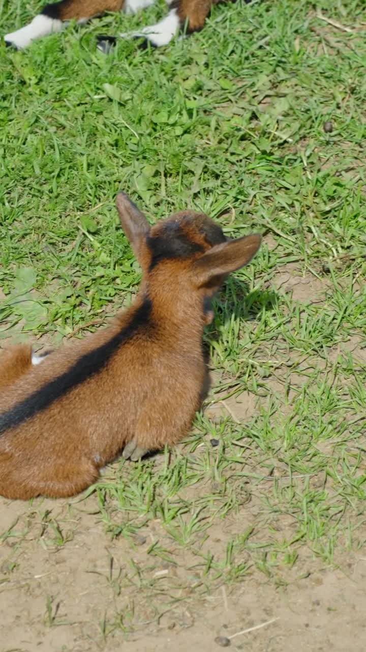 Adorable Baby Goat Resting in Grassy Pasture on a Sunny Day