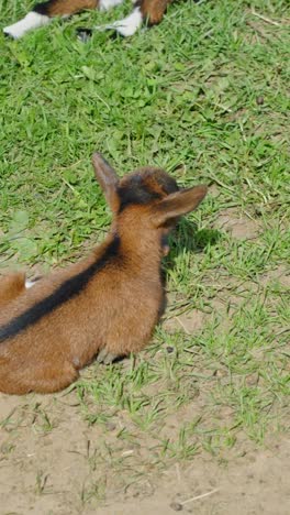 adorable baby goat resting in grassy pasture on a sunny day