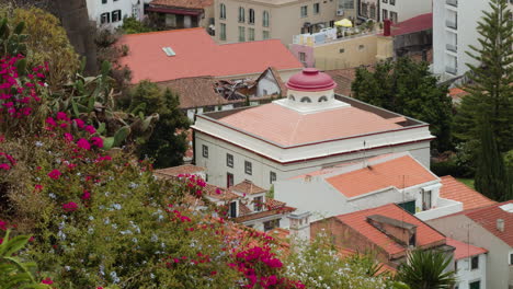 beautiful flowers with typical houses in background in madeira island, portugal