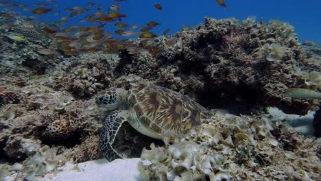 Linda-Tortuga-Comiendo-Con-Moderación-En-El-Arrecife-Bajo-Un-Banco-De-Peces-Tropicales