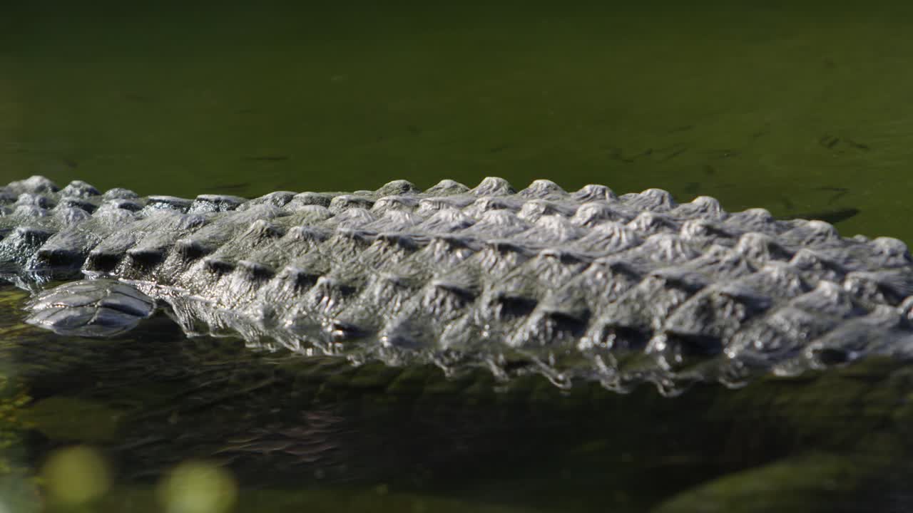 escamas de cocodrilo mientras descansa en el agua.