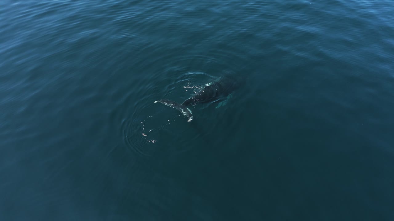 Humpack whale in a sunny and calm day in the North Atlantic ocean