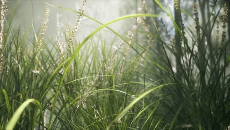 Grass-flower-field-with-soft-sunlight-for-background.