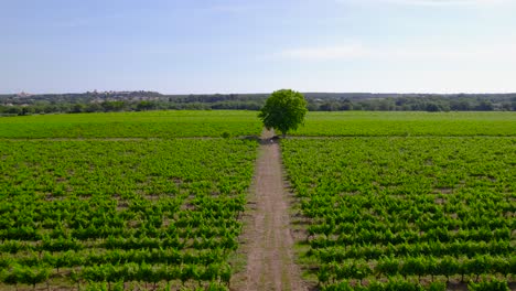 Toma-Aérea-Panorámica-Con-Inclinación-De-Un-Viñedo-Francés-Con-Caminos-Que-Cruzan-Los-Campos-Agrícolas-En-Lecrès,-Francia.