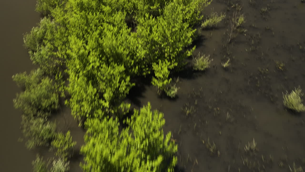 조지아 트키불리 호수 저수지의 얕은 바다에 있는 양치류와 덤불