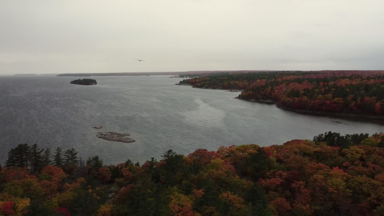 elevándose sobre el parque provincial killbear, canadá, con un águila volando a través del paisaje costero