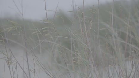 Zeitlupe-Wehender-Pflanzen-Im-Wind-In-Der-Nähe-Des-Baumstamms-Der-Belgischen-Dünen