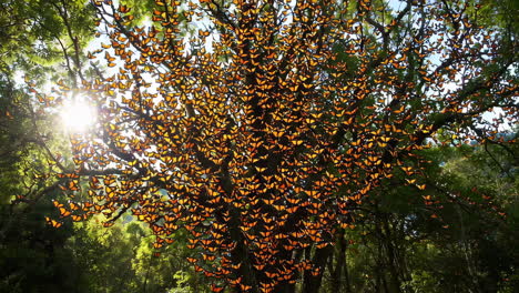 stunning monarch butterflies gathered on trees