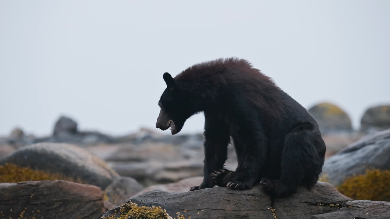 Orso nero che sbadiglia seduto su una roccia nel fiume nell'isola di Vancouver, Columbia Britannica, Canada. Ripresa al rallentatore