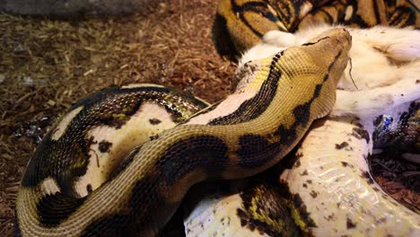 reticulated python working on swallowing baby goat above view