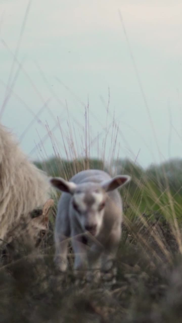 cordero con la madre oveja