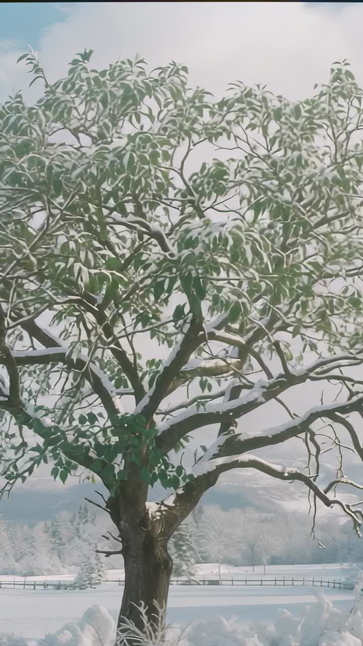 Vertical video: Quivering deciduous tree dropping flakes in snow field, with fence and pine trees
