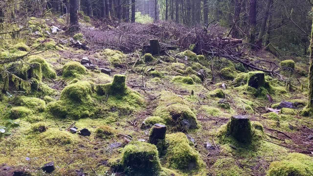 Skovrydningssti med træer på hver side i Brecon Beacons, Wales, Storbritannien – langsomt og jævnt panorerer opad 4K.