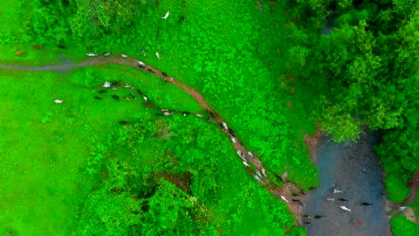 goat crossing river grass in jungal drone bird eye view