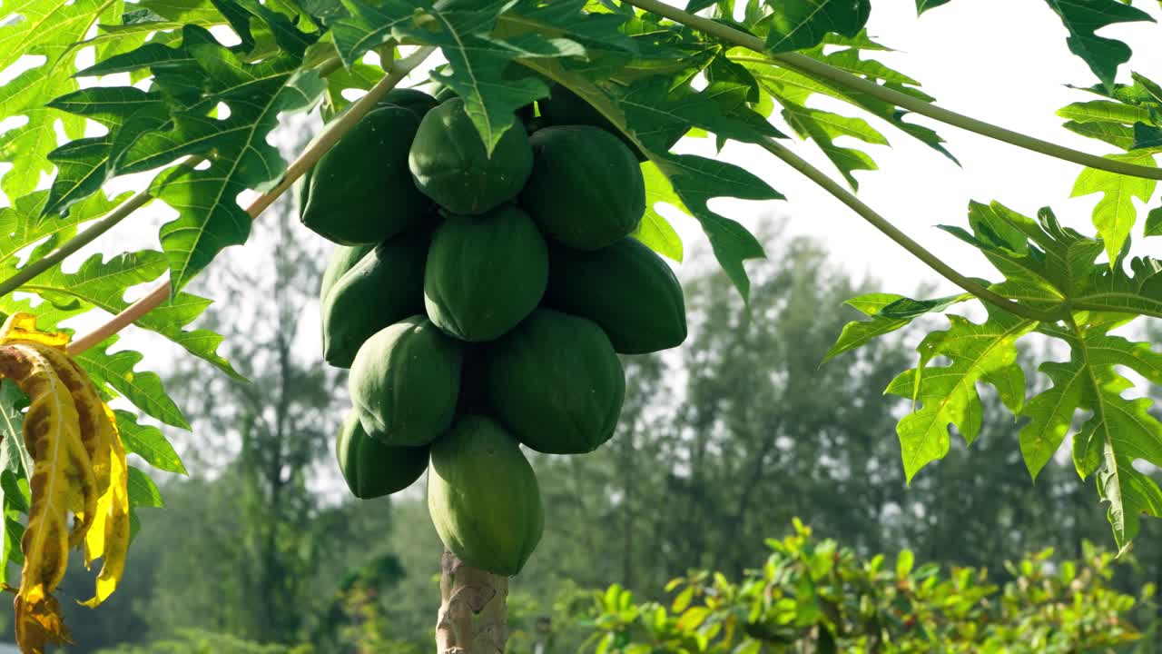 A close-up parallax shot focuses on a cluster of fresh, green, unripe papayas growing on a tree at the JW Marriot Khao Lak resort's organic farm, a symbol of sustainable farm-to-table dining