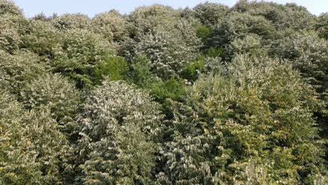 coniferous forest aerial view