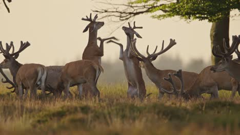 Red-deer-stags-in-bachelor-herd-fight-rearing-up-on-hind-legs