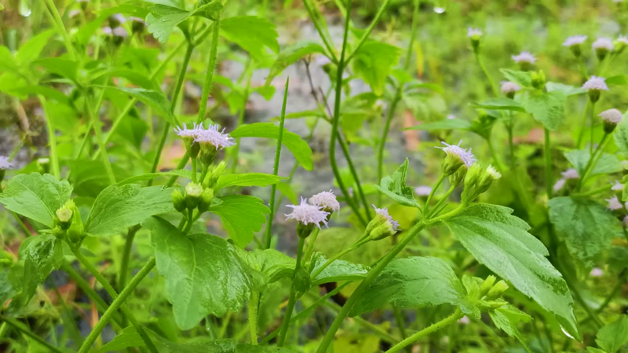 hierba verde cuando cae la lluvia tropical