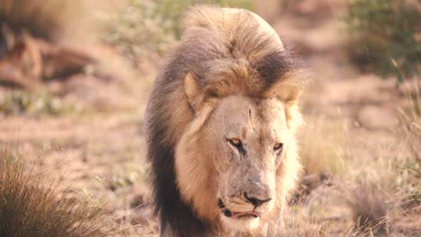 León-Espeluznante-Con-Cicatriz-En-La-Frente-Caminando-Lentamente-En-La-Sabana-Africana