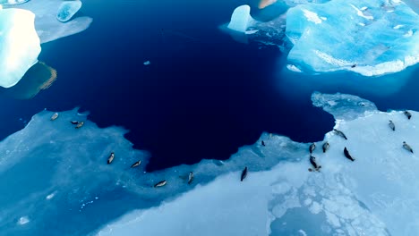 aerial view over seals on white ice floe in iceland. seals are next to the blue sea.