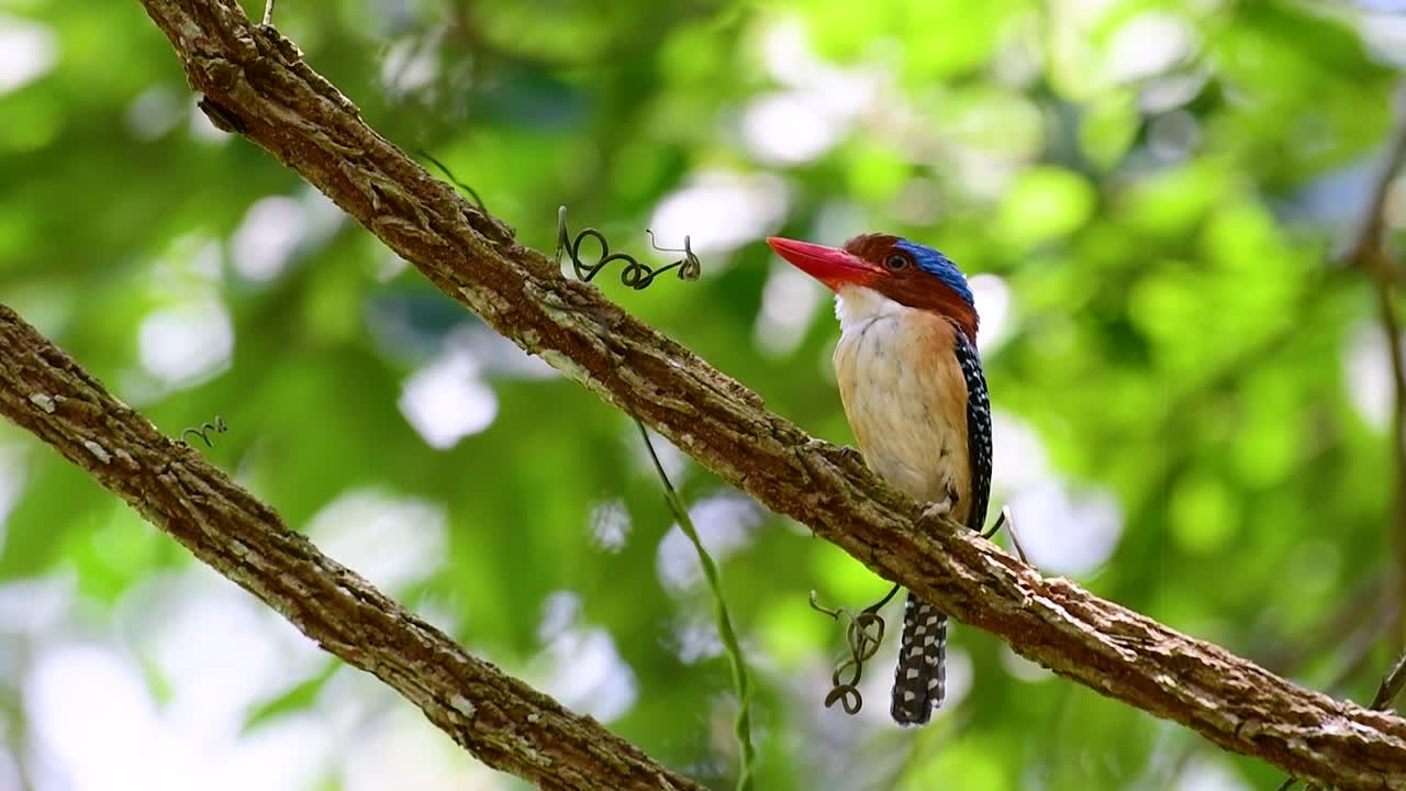 un martín pescador de árboles y una de las aves más hermosas que se encuentran en tailandia dentro de las selvas tropicales