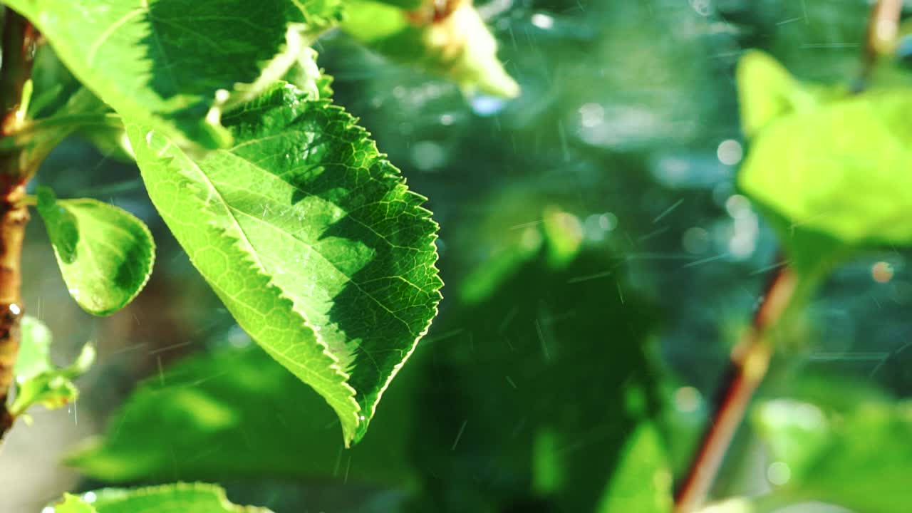 비가 오는 초록색 잎