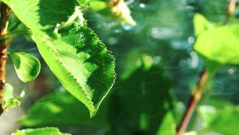hojas verdes en la lluvia