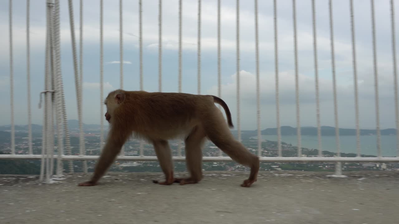 el mono posa cerca de la valla, y luego se va.