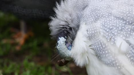 guinea fowl preening feathers in a natural setting