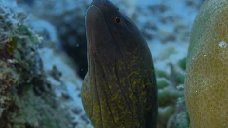 moray de borde amarillo juvenil que se interesa por la presencia de buzos
