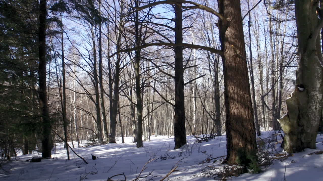 겨울 동안 산에 있는 아름답고 눈 덮인 소나무 숲의 영상