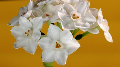 flor de narciso blanco de papel