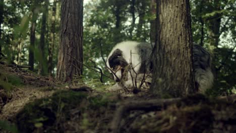 Aussie-Dog---Australischer-Schäferhund,-Der-Im-Schatten-Eines-Baumes-Liegt-Und-In-Einen-Holzstab-Beißt