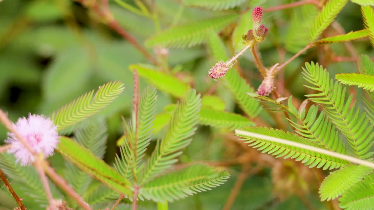 Mimosa plant leaves closing in response to touch, captured in natural lighting with close-up focus