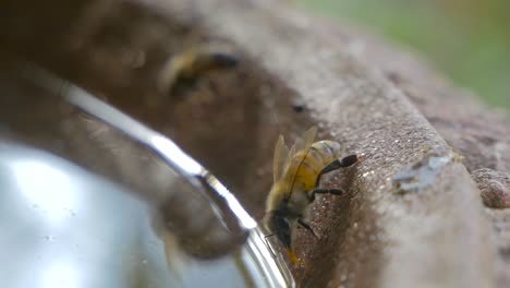 honey bee having a drink from a garden bird bath on a summer day