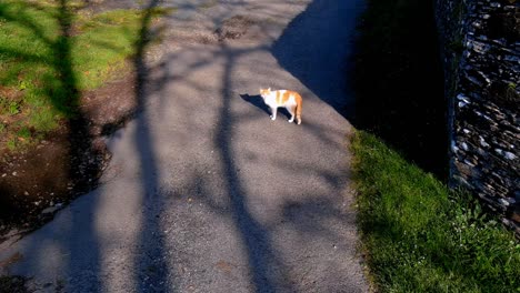 cat that gets uncomfortable in the presence of a drone trying to play