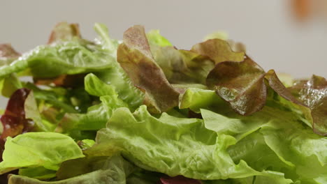 fresh salad green lettuce leaves on white background close up macro, vegan food.