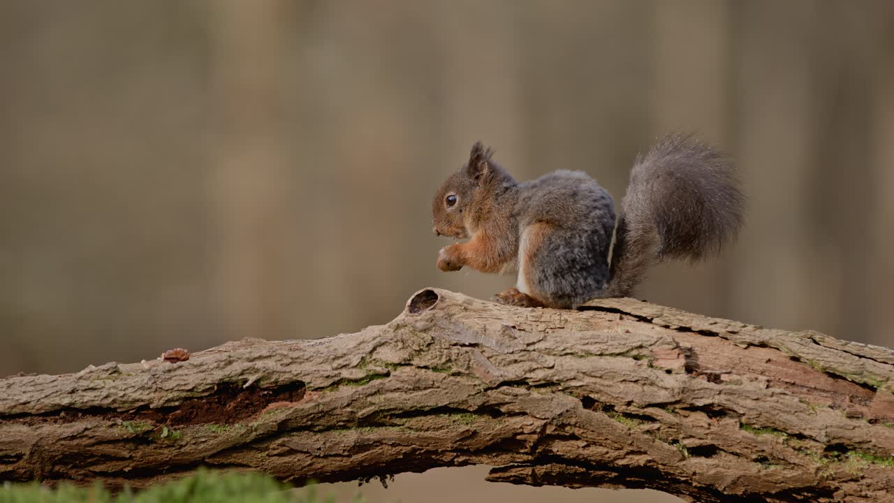 A squirrel sitting on a log, in a forest, captured in super slow motion in Clinge, Zeeland, Netherlands